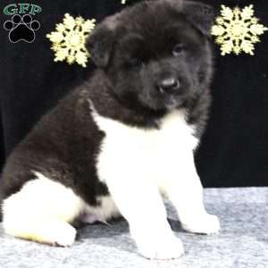 Cooper, Akita Puppy